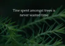 Tine spent amongst trees is never wasted time. Katrina Mayer