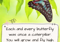 Each and every butterfly was once a caterpillar. You will grow and fly high. So do not lose hope and have faith in yourself.